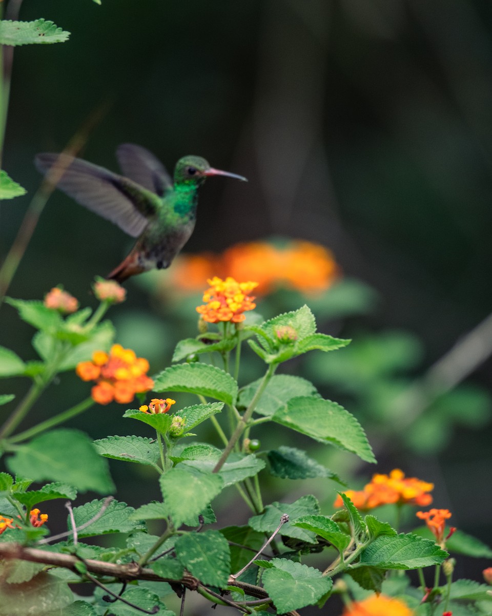 Rufous-tailed Hummingbird - ML647293830