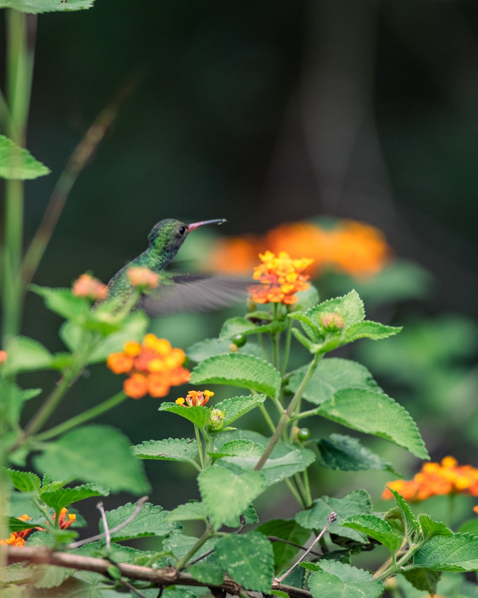 Rufous-tailed Hummingbird - ML647293834