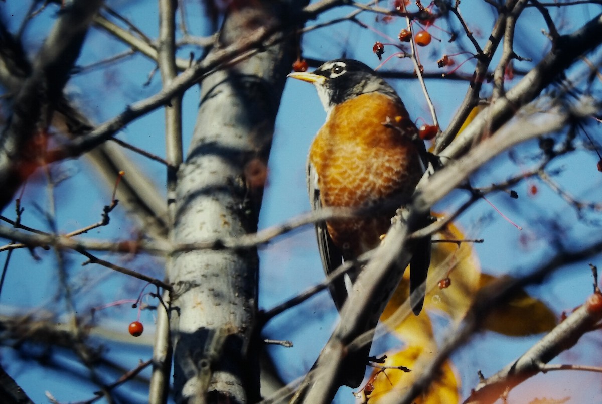 Дрізд мандрівний - ML647293836