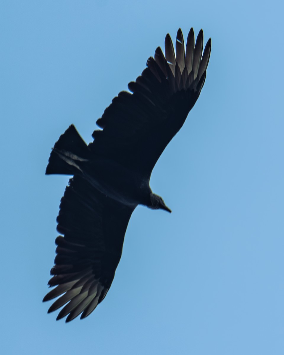 Black Vulture - ML647293837