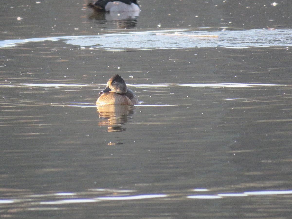 Чернь канадська - ML647293838