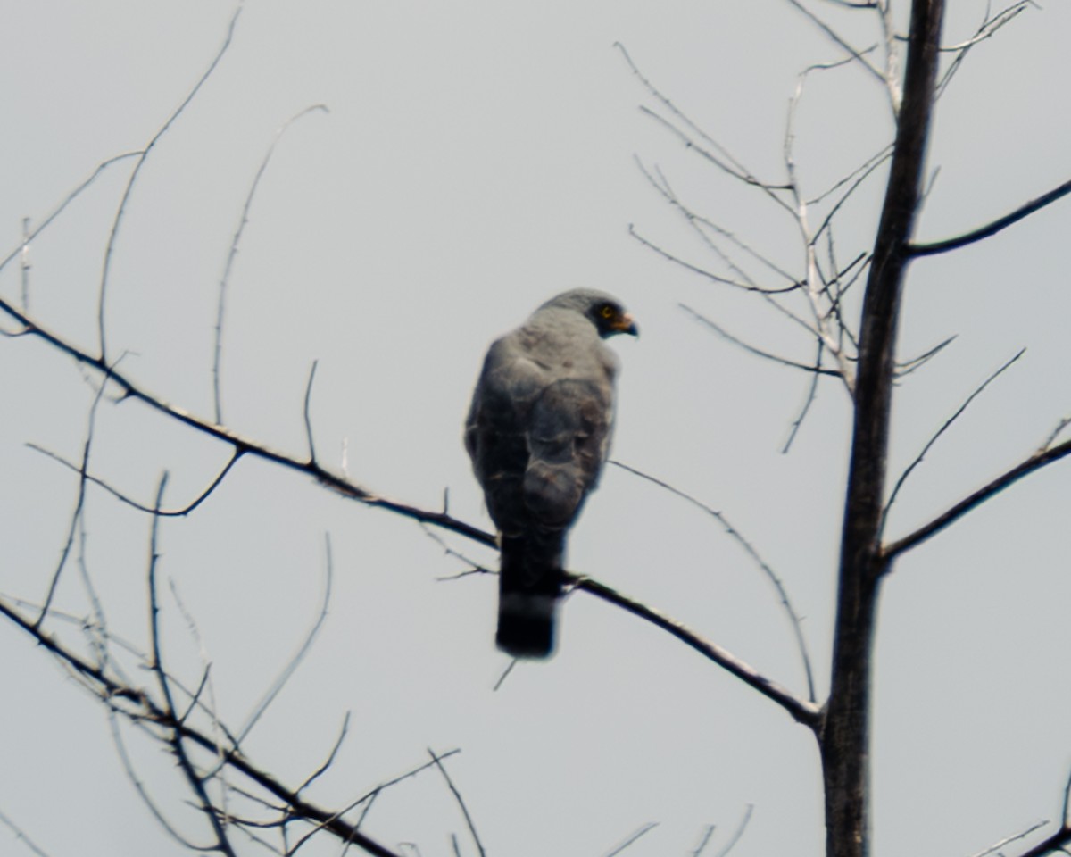 Канюк великодзьобий - ML647293839