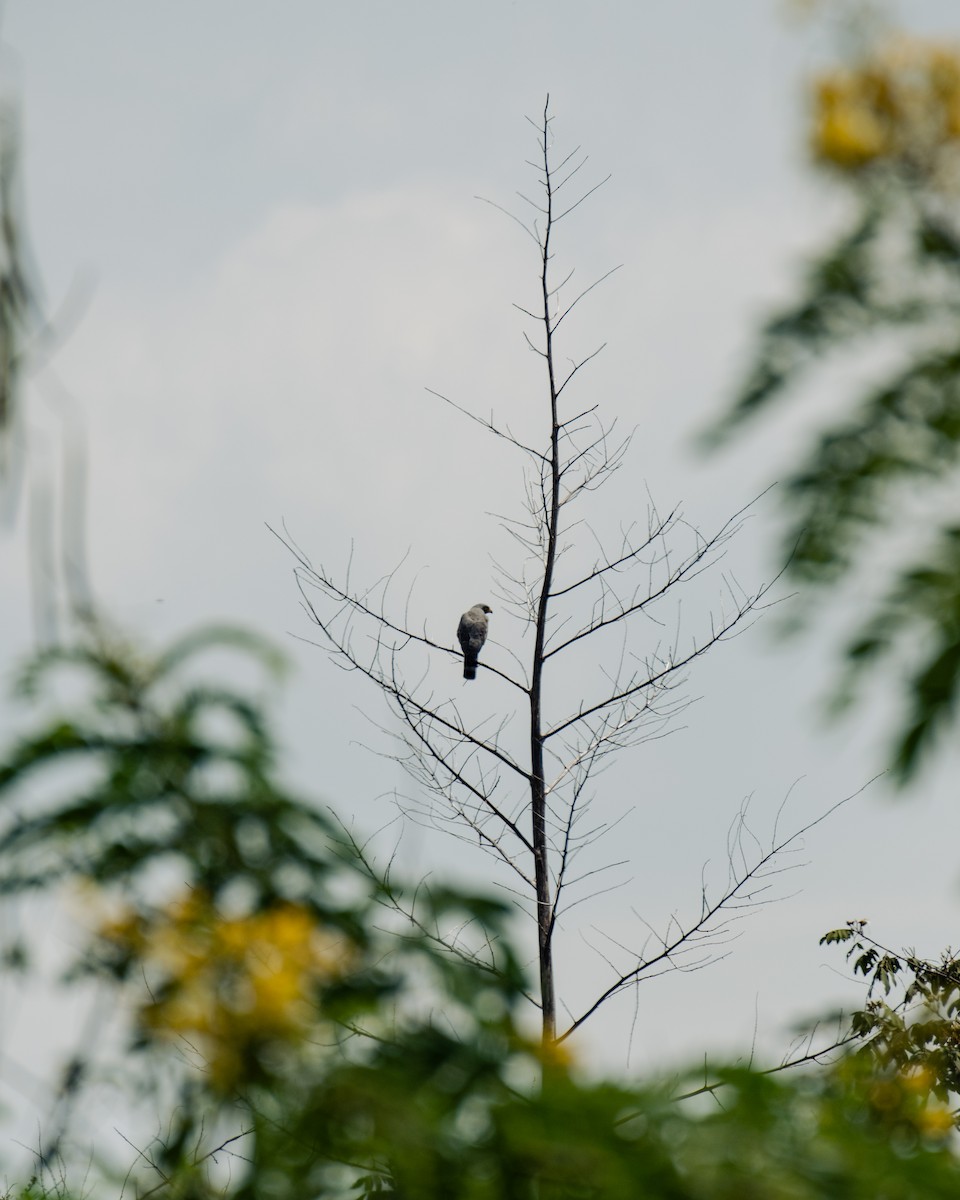 Канюк великодзьобий - ML647293840