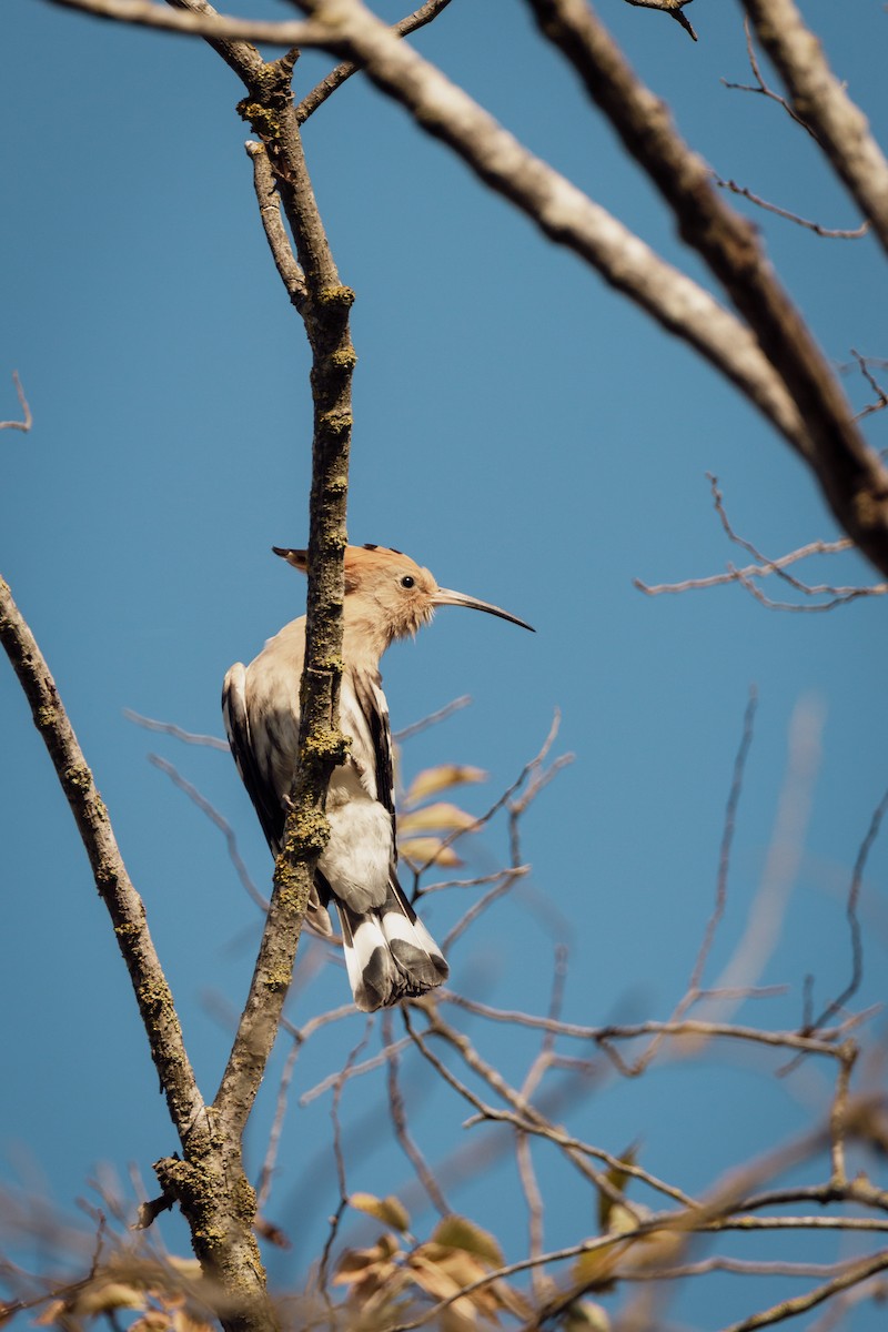 Одуд євразійський - ML647293841