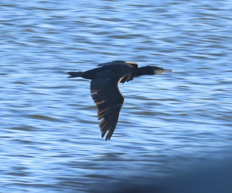Баклан великий (підвид carbo) - ML647293842
