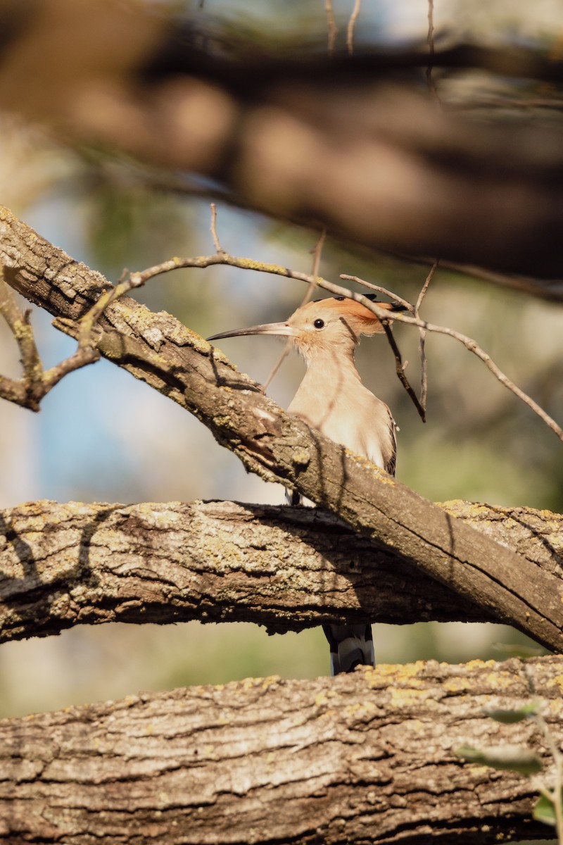 Одуд євразійський - ML647293843