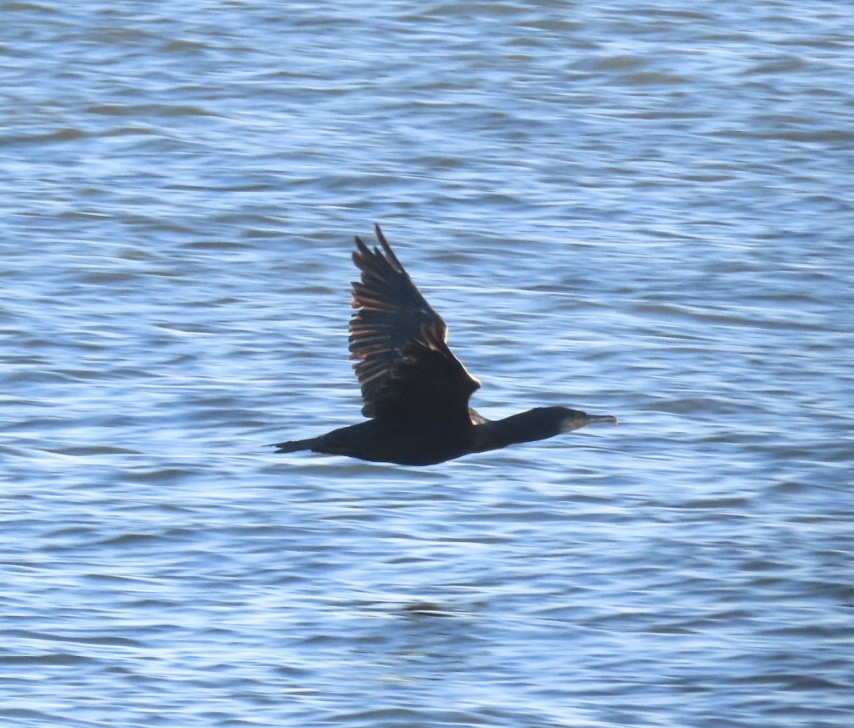 Баклан великий (підвид carbo) - ML647293844