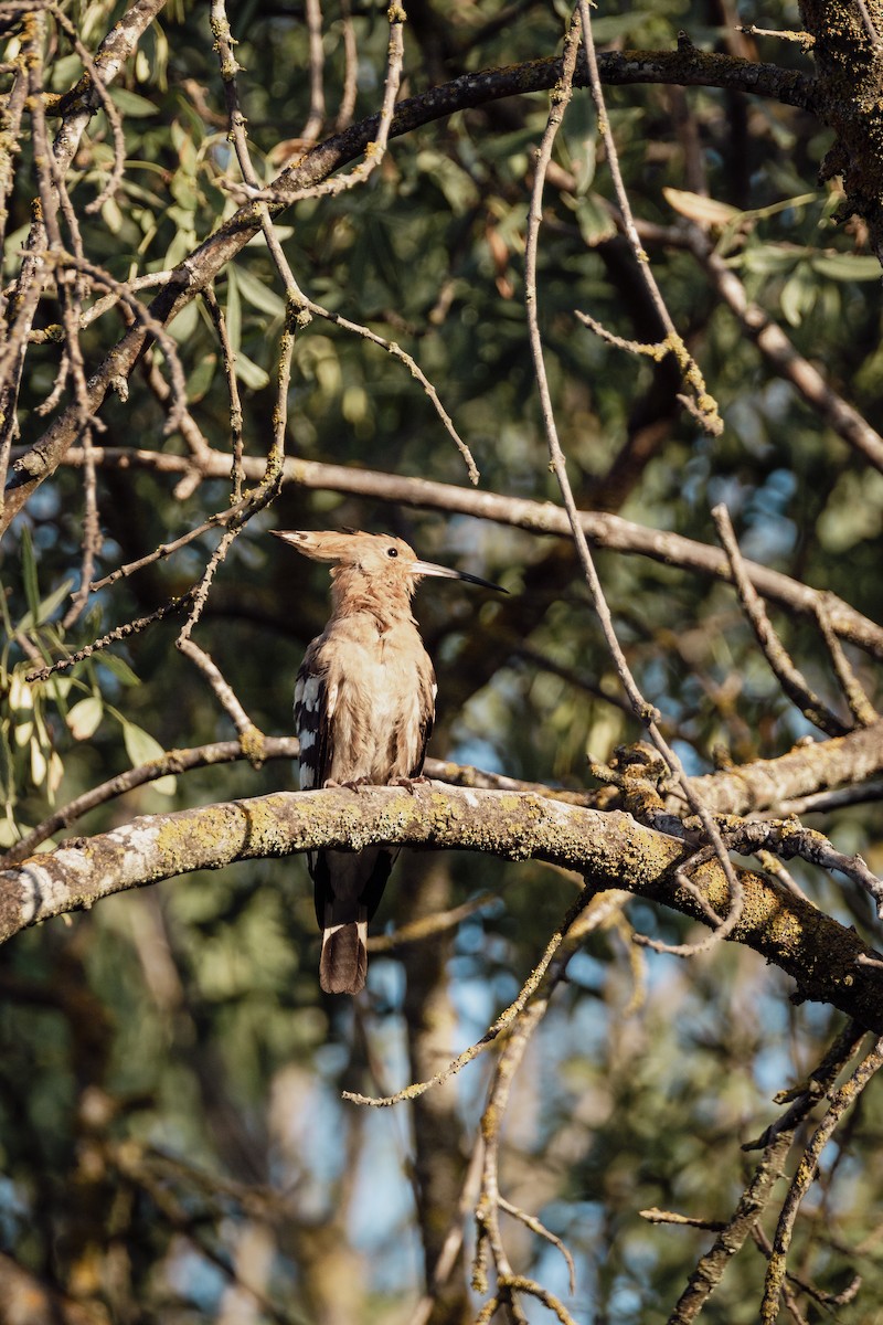 Одуд євразійський - ML647293845