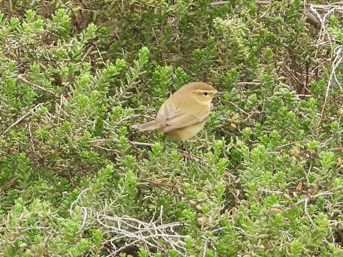 Вівчарик-ковалик - ML647293846