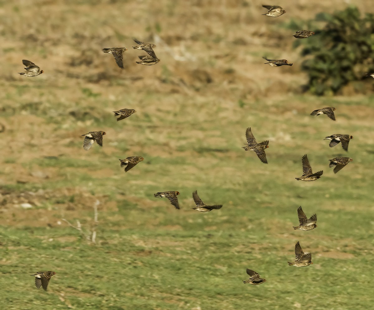 Квелія червонодзьоба - ML647293847