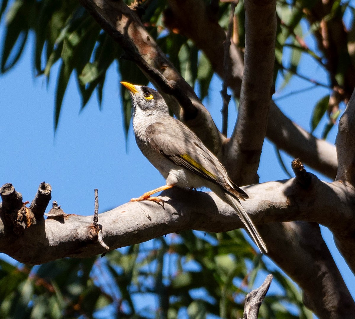 Манорина маскова - ML647293848