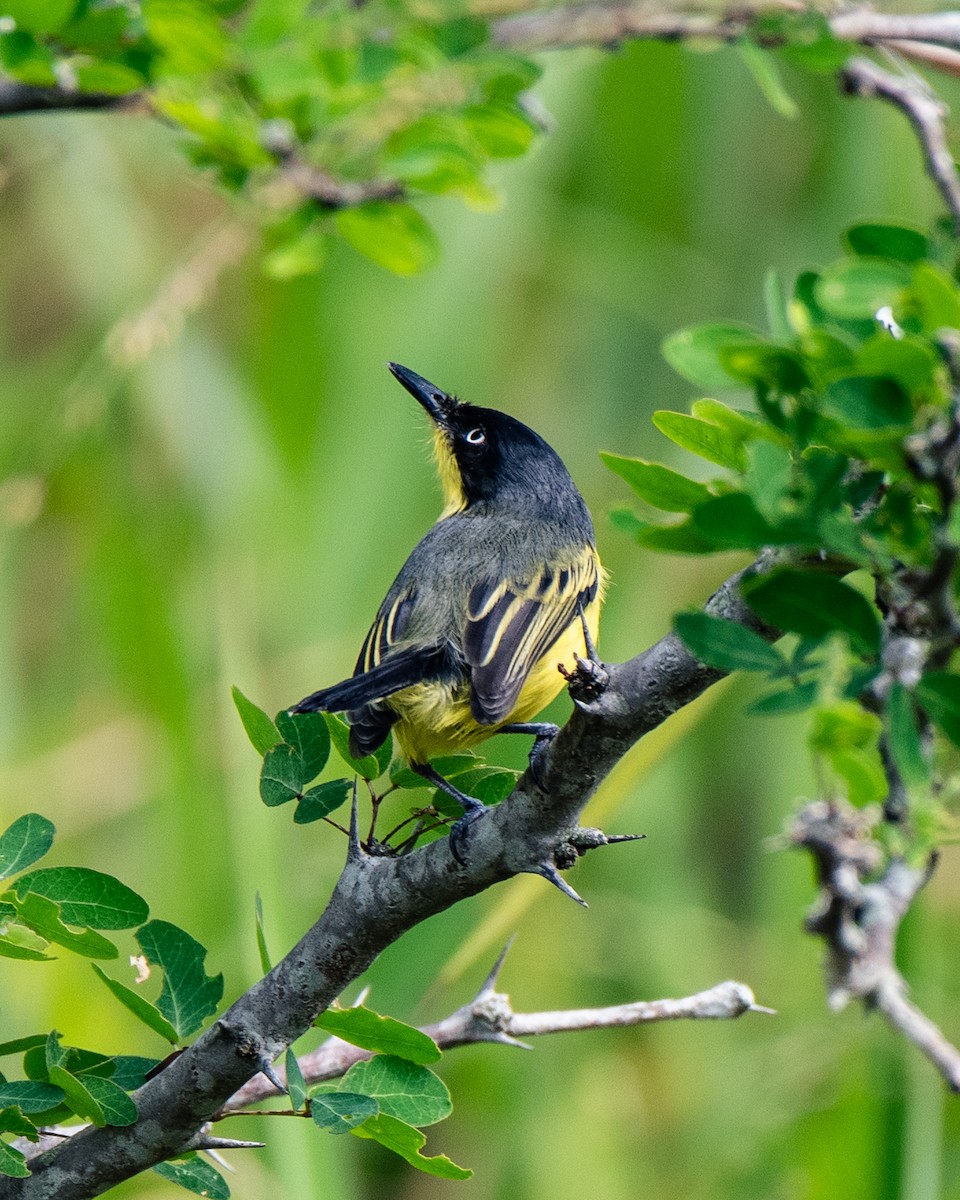 Мухолов-клинодзьоб сірий - ML647293849
