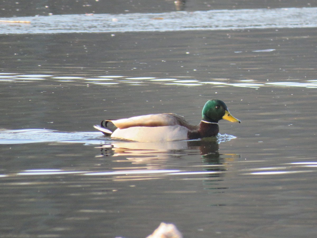 Крижень звичайний - ML647293850