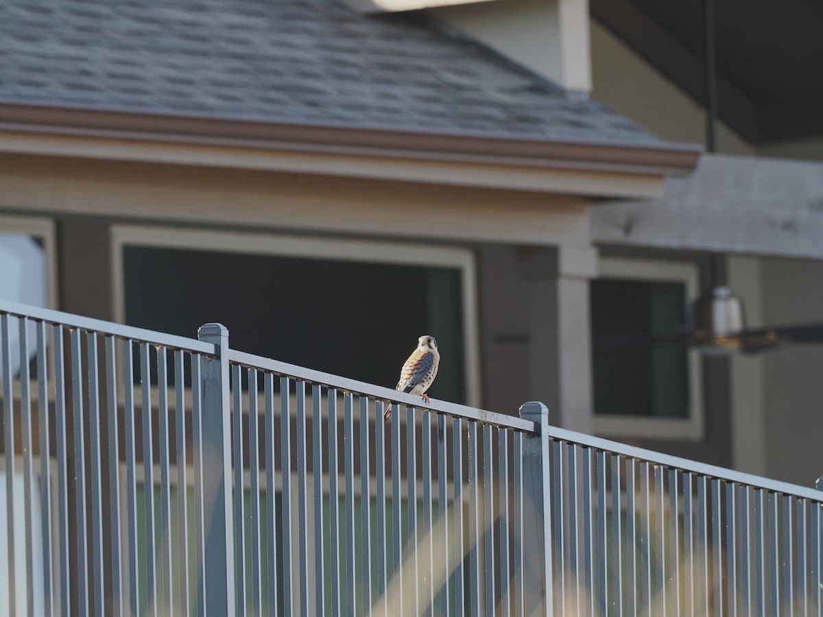 Боривітер американський - ML647293851