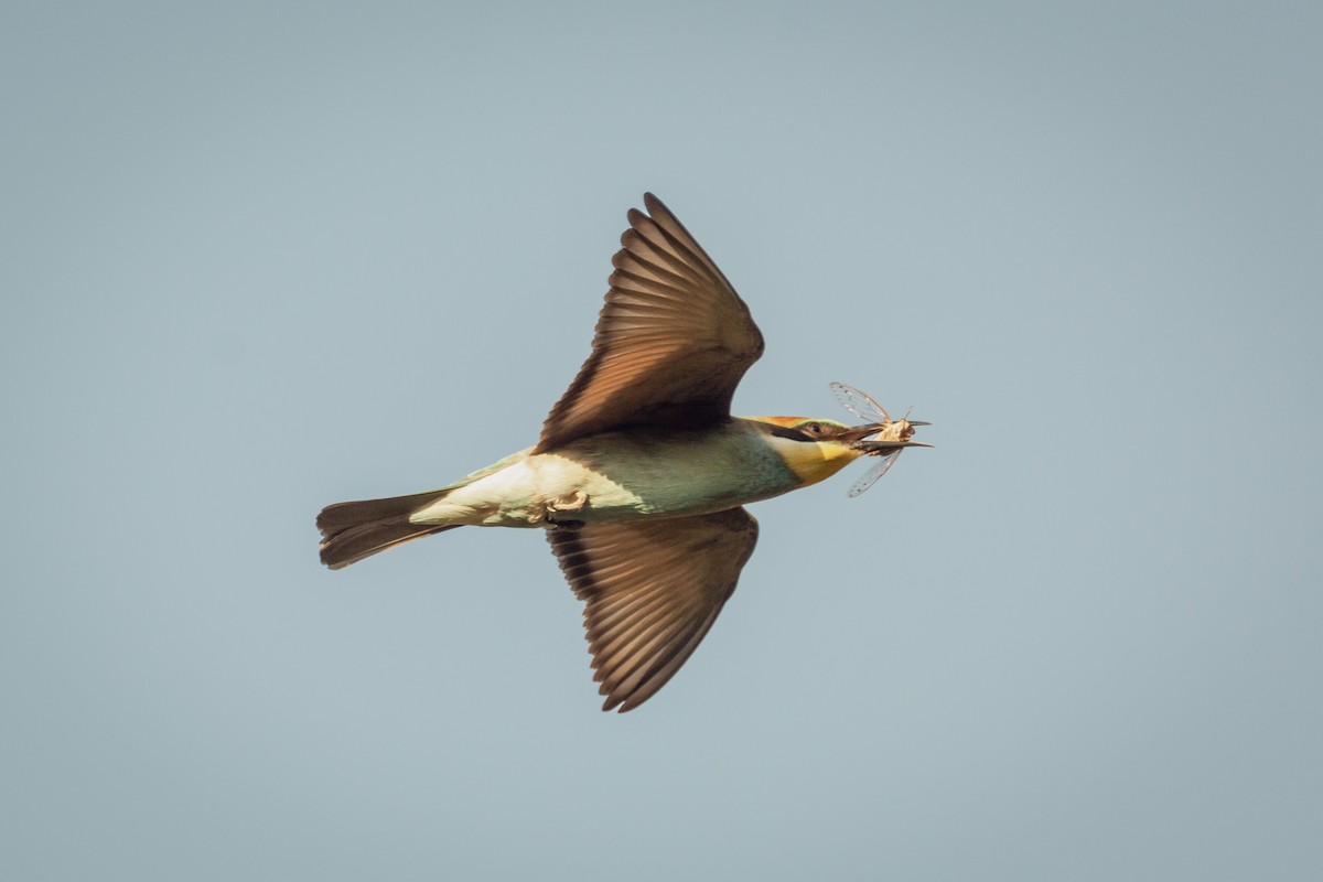 Бджолоїдка звичайна - ML647293852