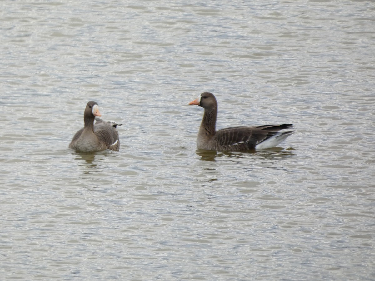 Гуска білолоба - ML647293854