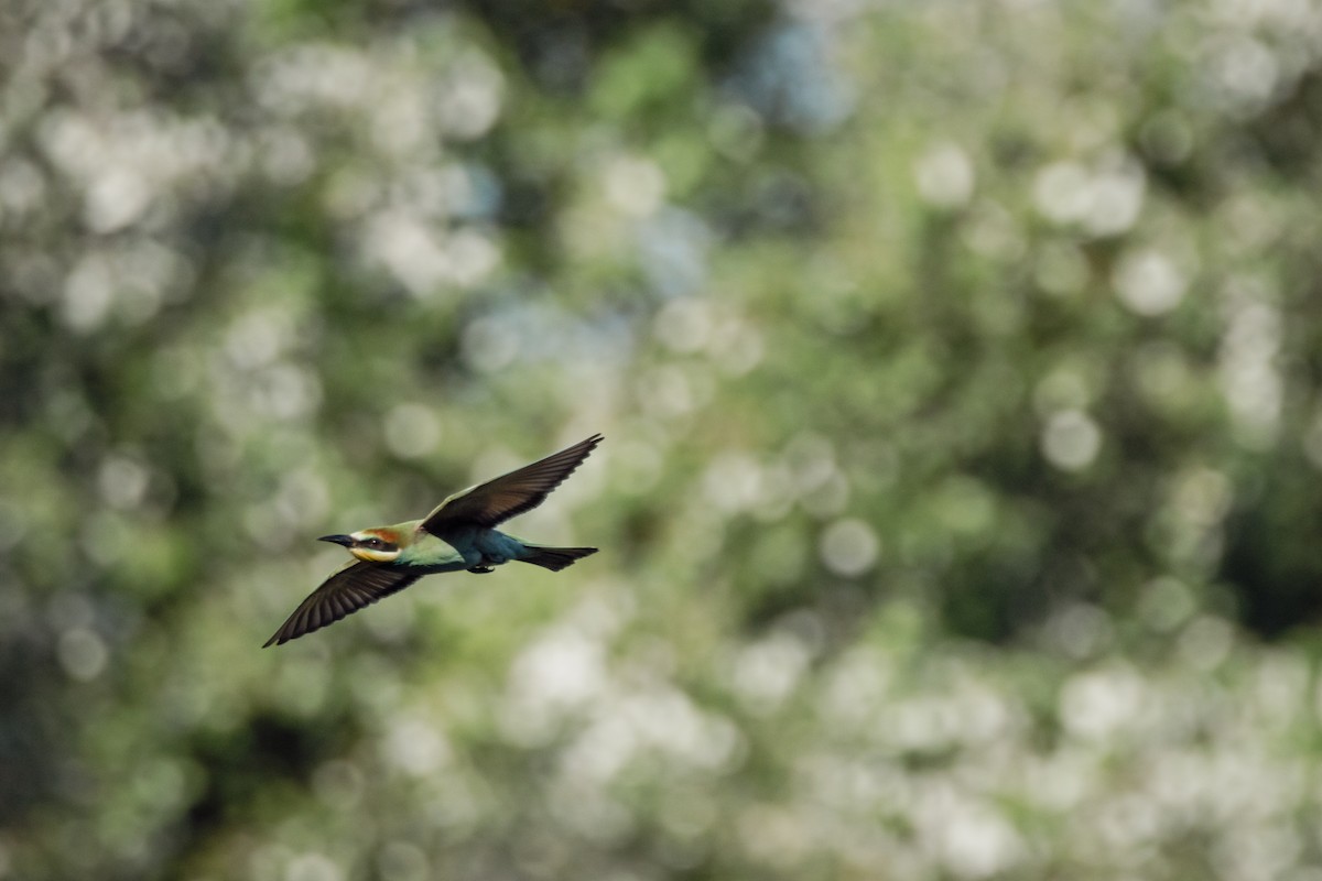 Бджолоїдка звичайна - ML647293855