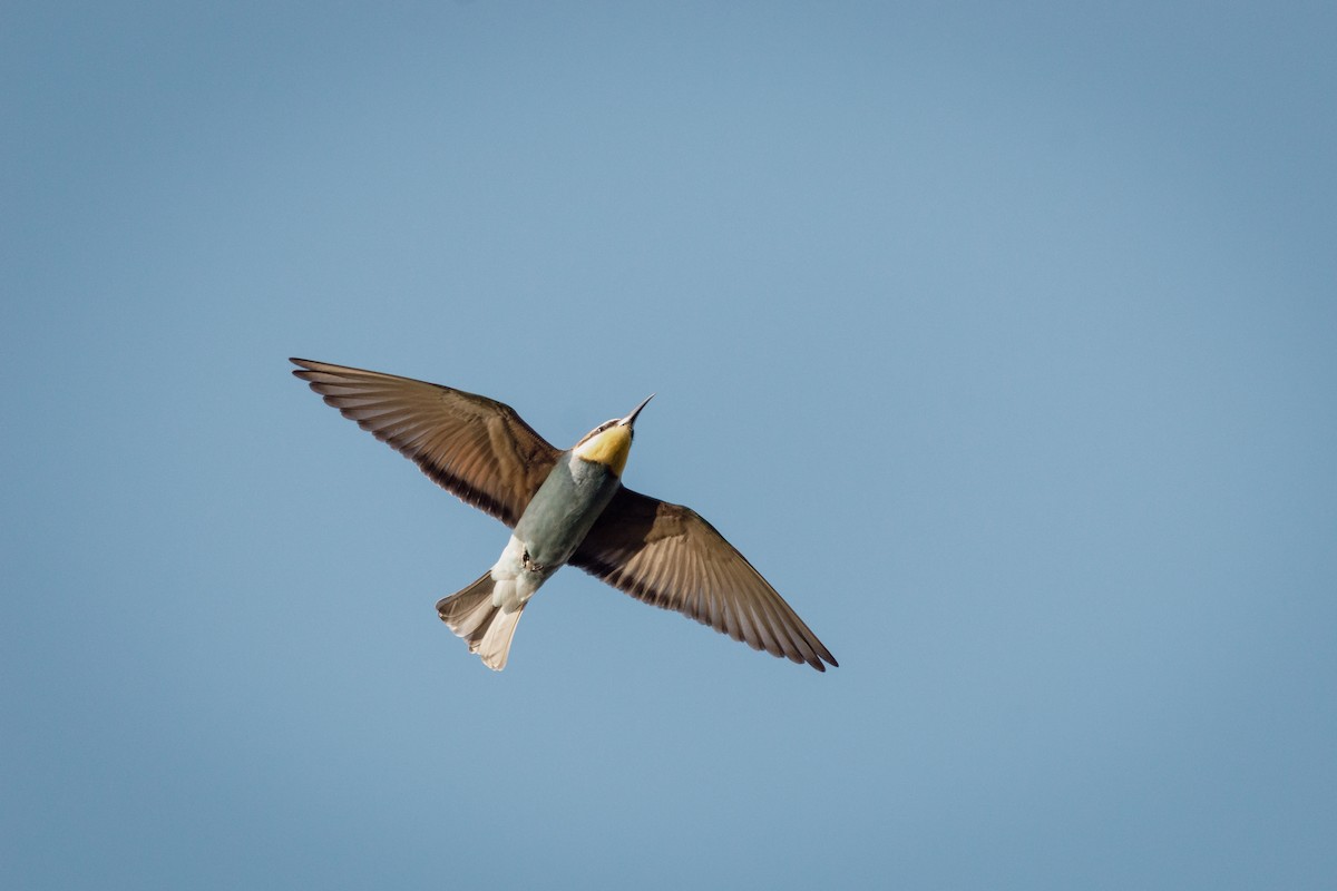 Бджолоїдка звичайна - ML647293856