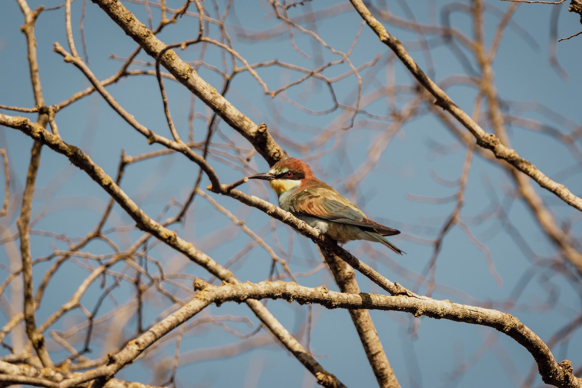 Бджолоїдка звичайна - ML647293857