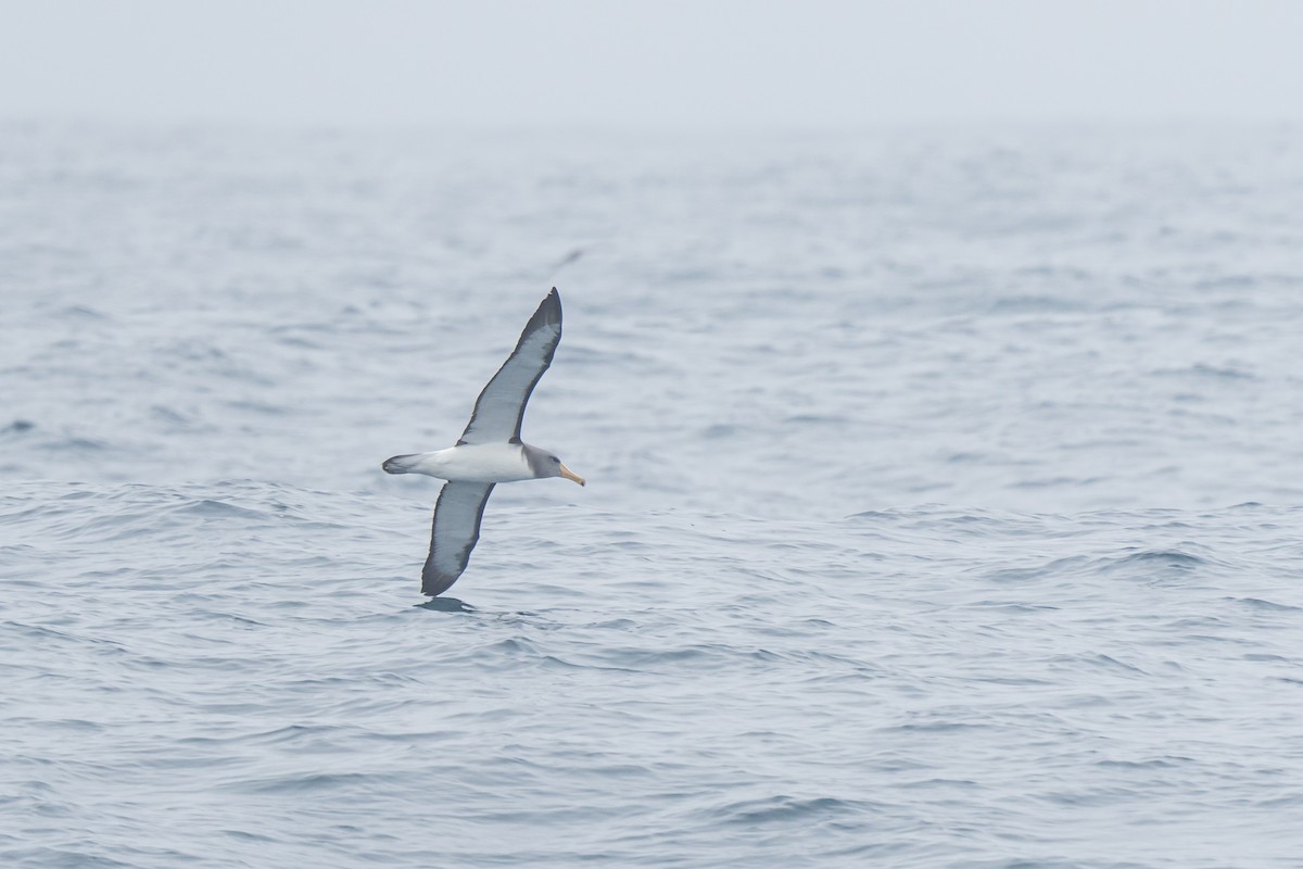 Альбатрос чатамський - ML647293859