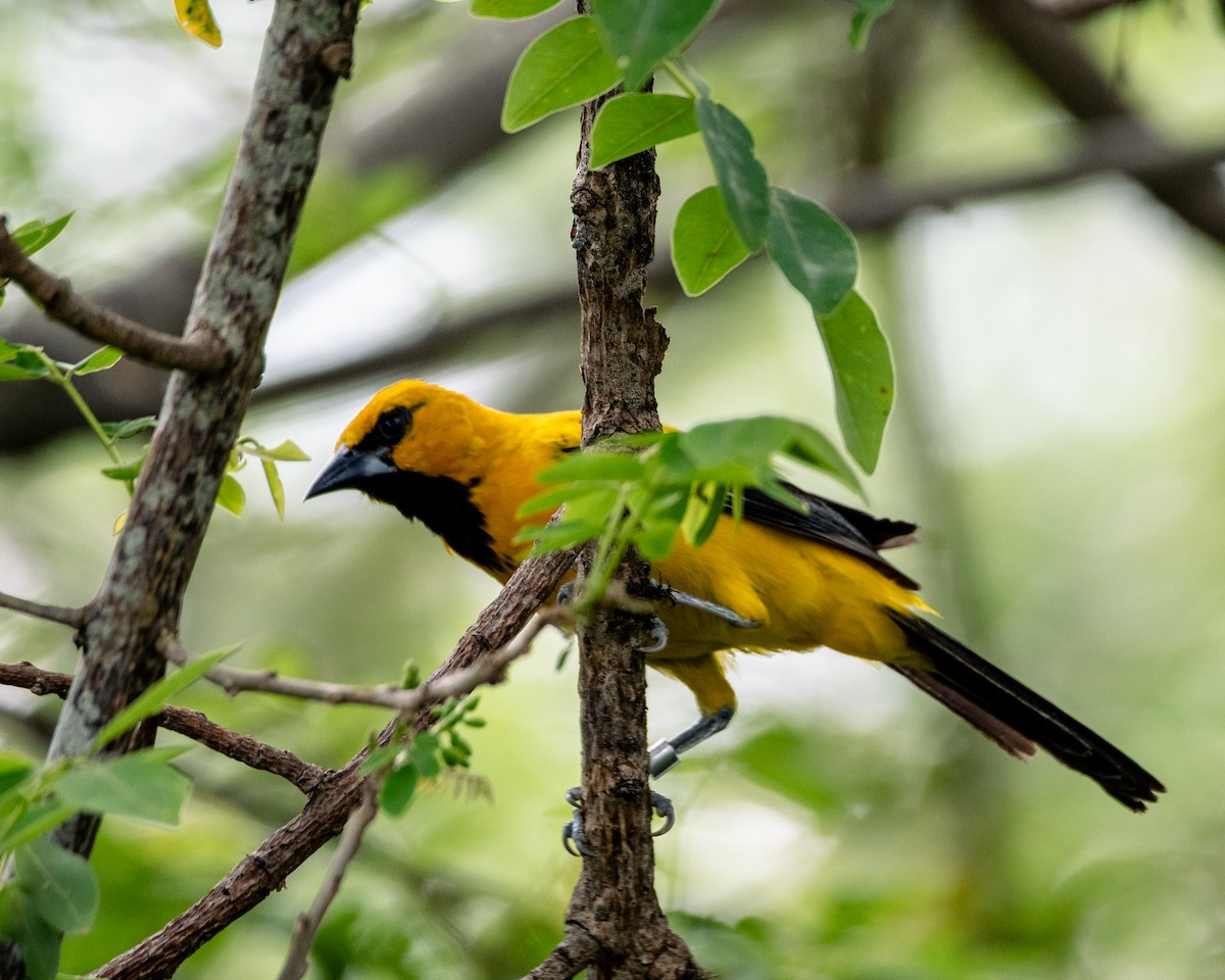 Трупіал цитриновий - ML647293862