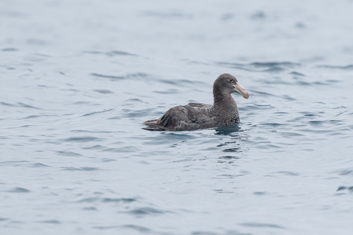 Буревісник велетенський - ML647293868