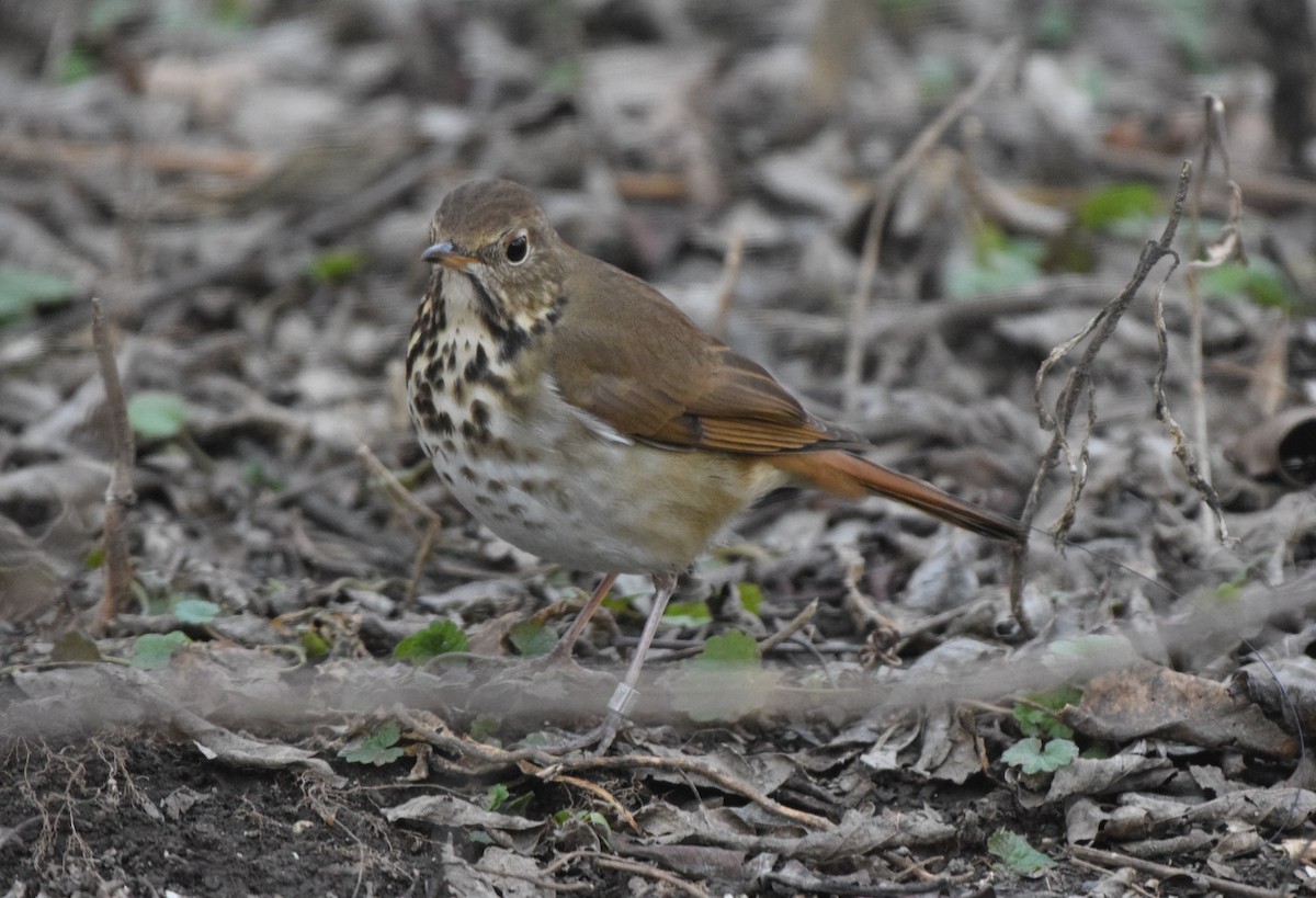 Дрізд-короткодзьоб плямистоволий - ML647293869