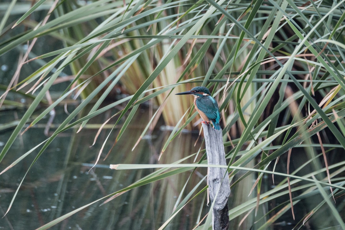 Martin pescatore - ML647293870