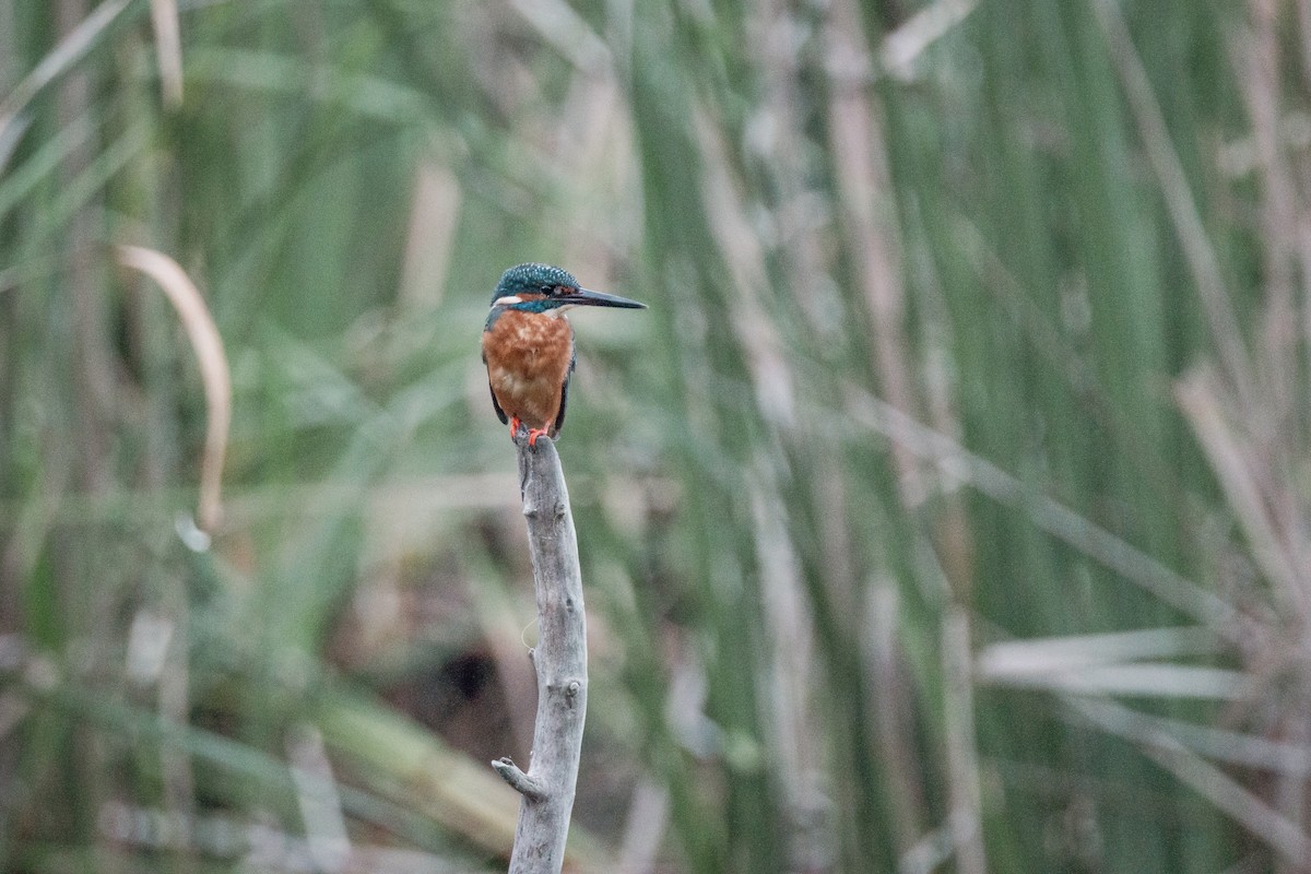 Рибалочка блакитний - ML647293871