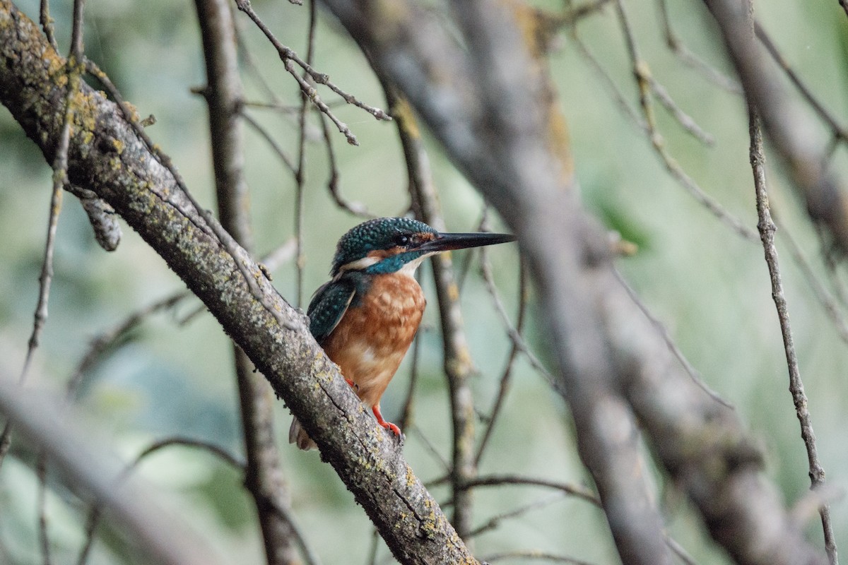 Martin pescatore - ML647293872