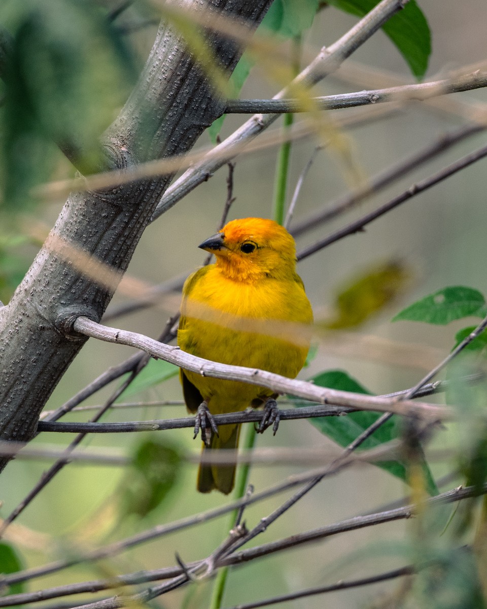 Посвірж золотоголовий - ML647293873