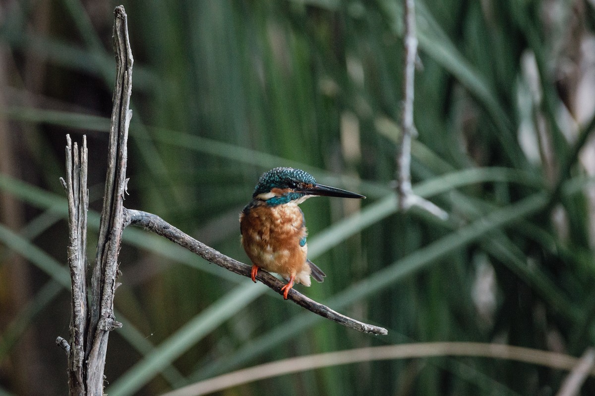 Martin pescatore - ML647293874