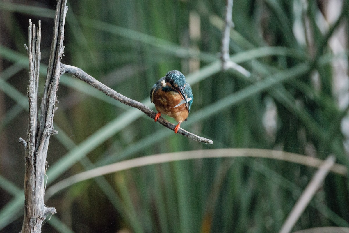 Martin pescatore - ML647293876