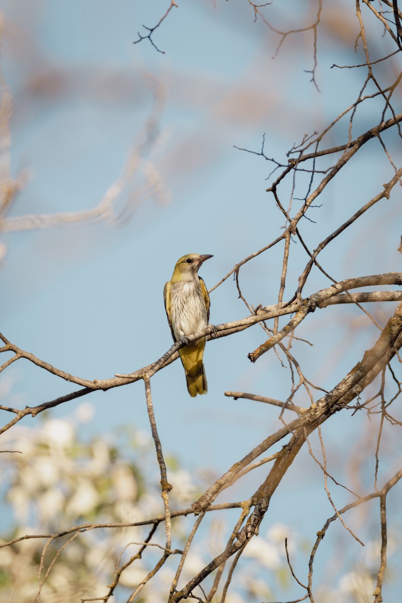 Eurasian Golden Oriole - ML647293878