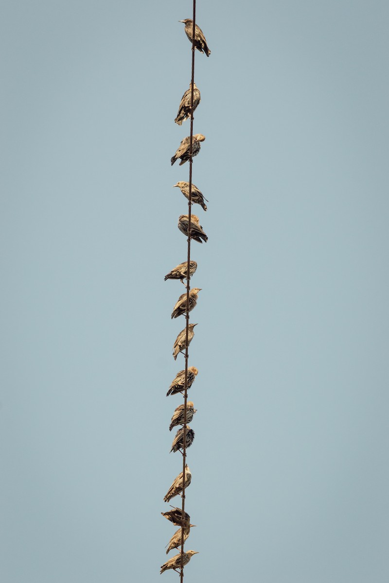 Étourneau unicolore - ML647293885