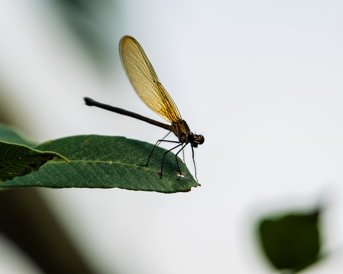 שפיראים - ML647293887