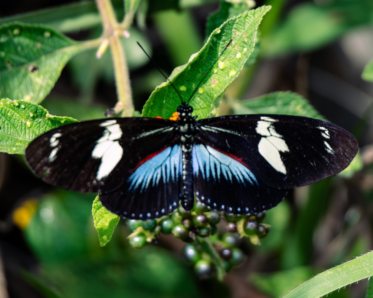 בעלי חיים - ML647293889