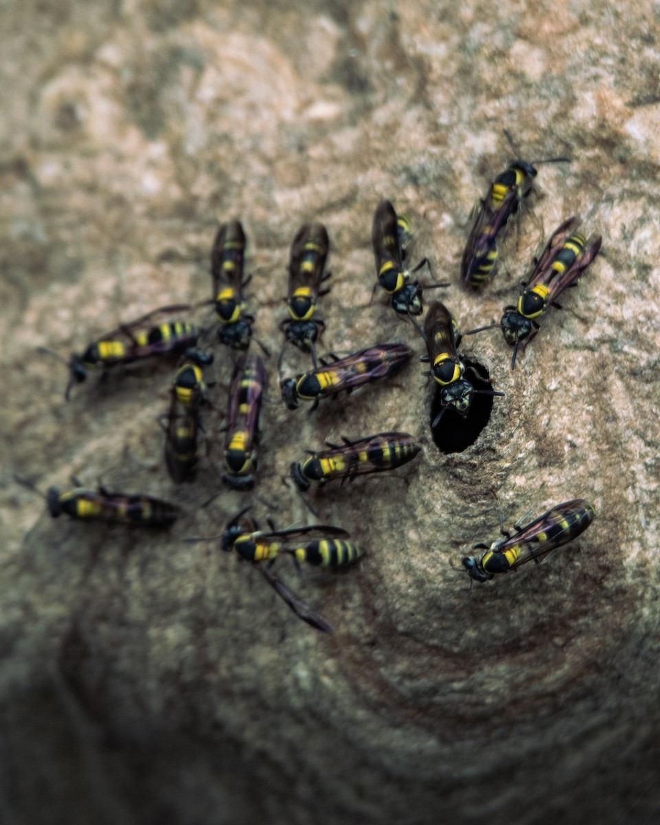 בעלי חיים - ML647293890