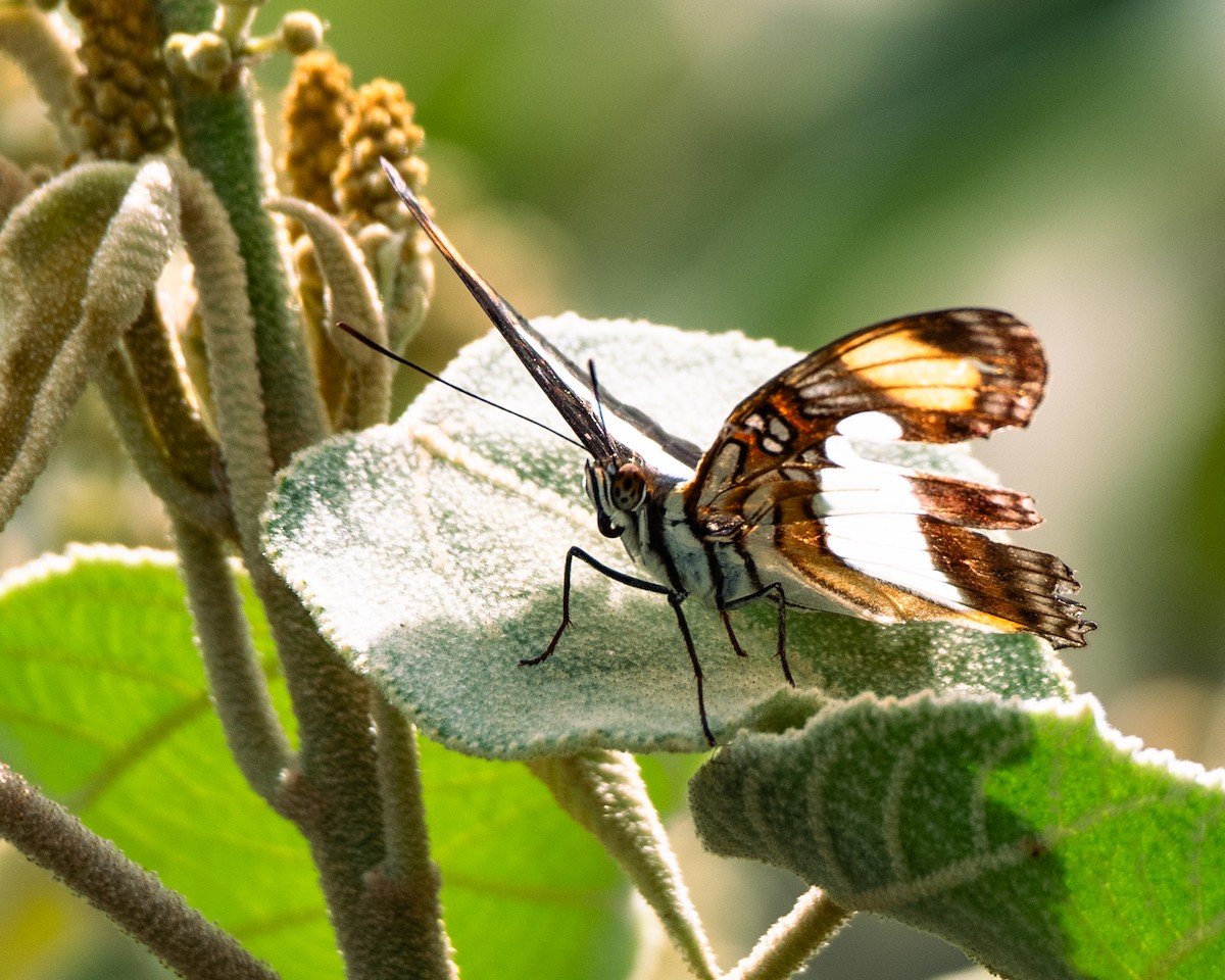 בעלי חיים - ML647293891