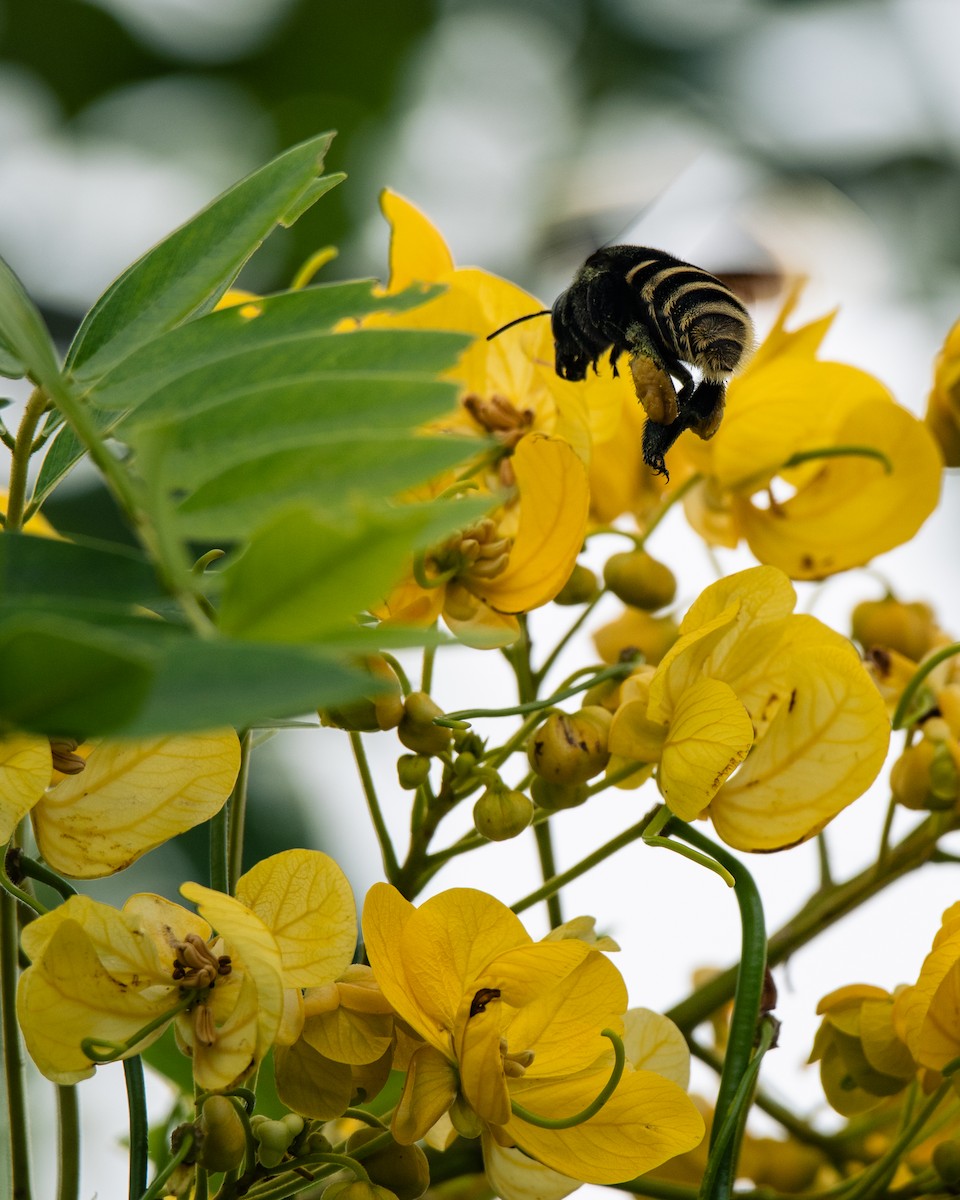 בעלי חיים - ML647293892