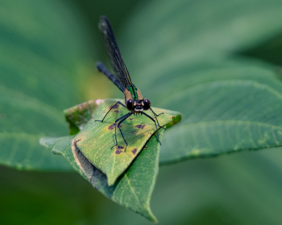 בעלי חיים - ML647293893