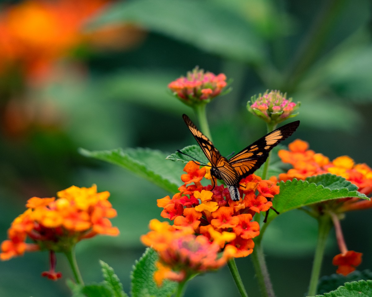 בעלי חיים - ML647293894