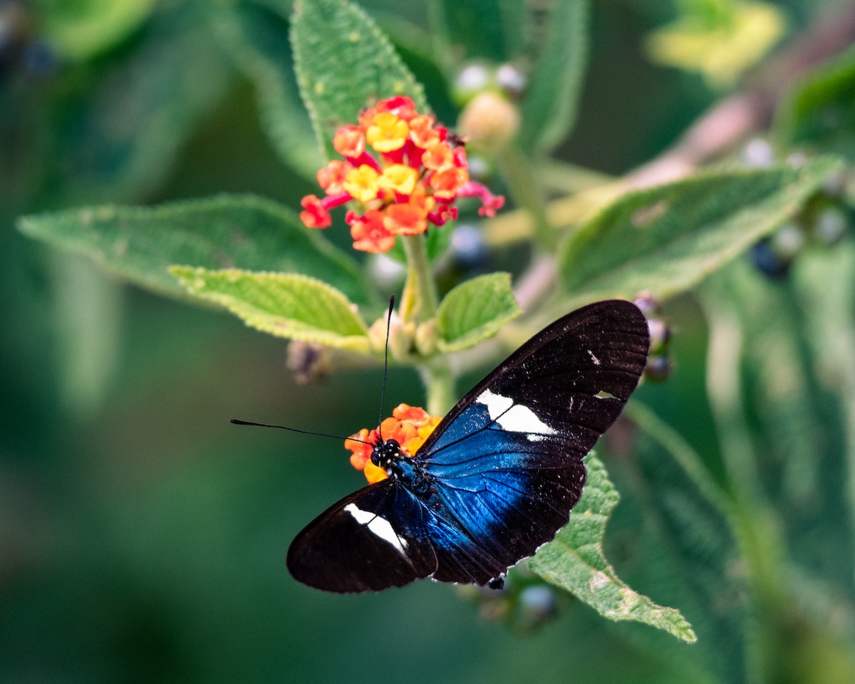 בעלי חיים - ML647293895