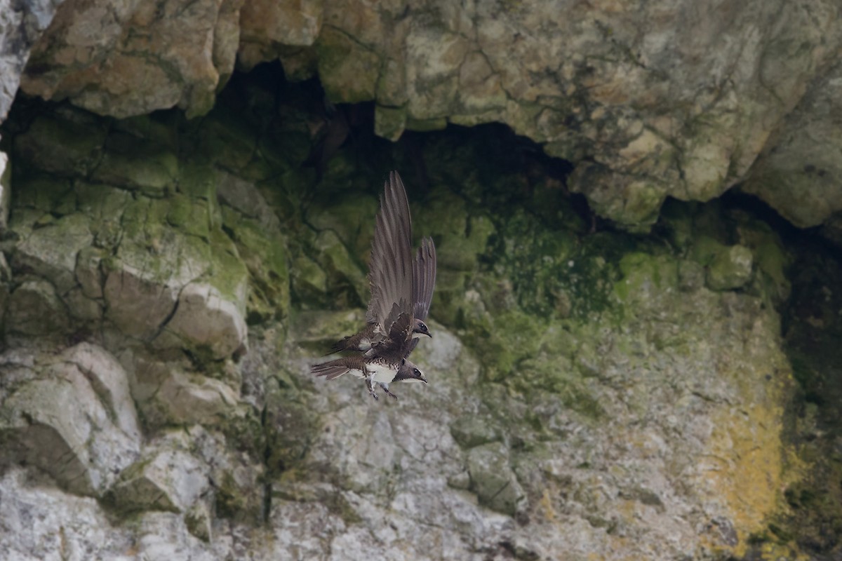 Alpine Swift - ML647293896