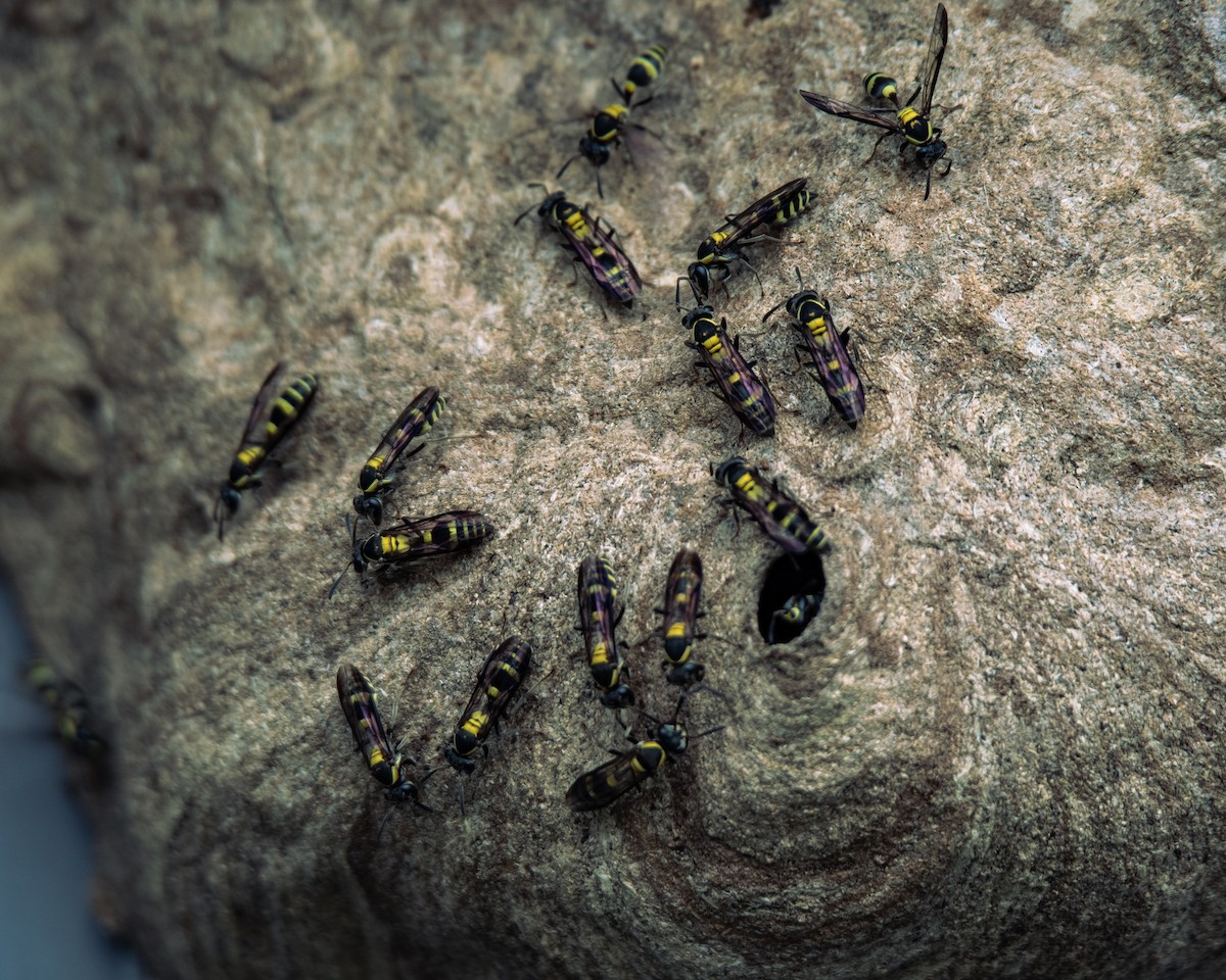 בעלי חיים - ML647293897