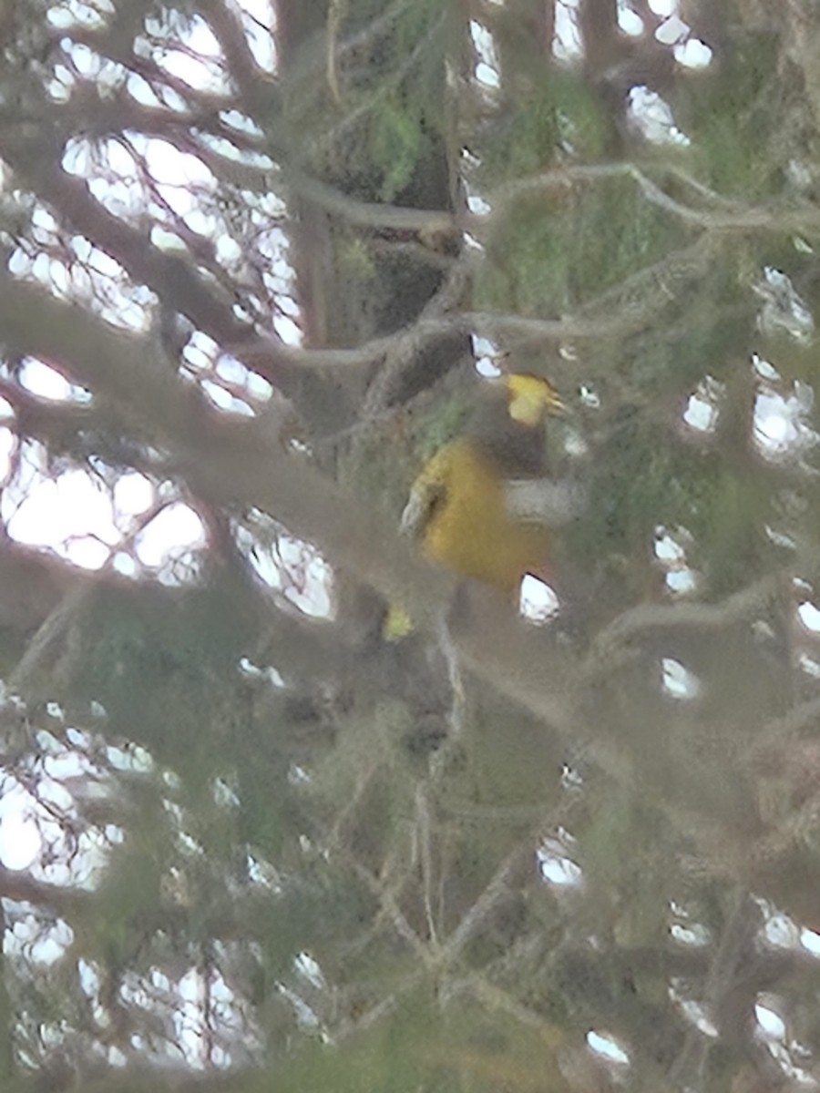 キビタイシメ - ML647293898