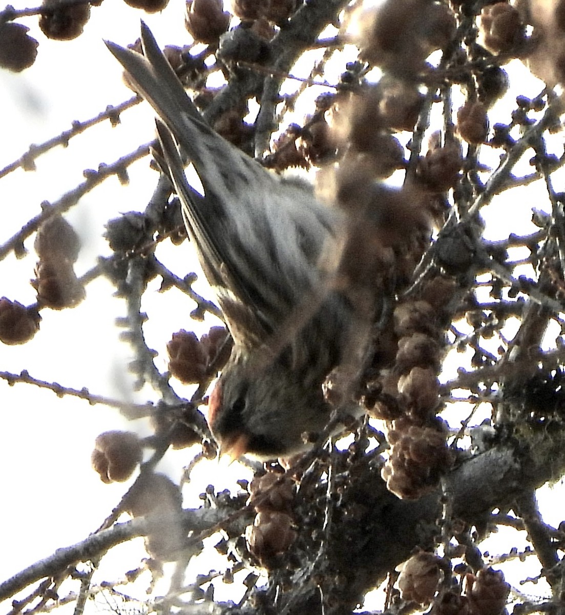 Acanthis flammea flammea/rostrata/islandica - ML647293899