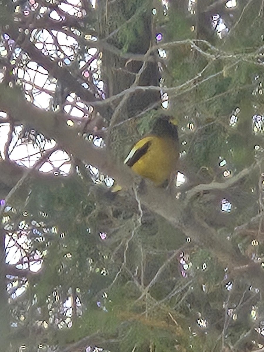 キビタイシメ - ML647293906