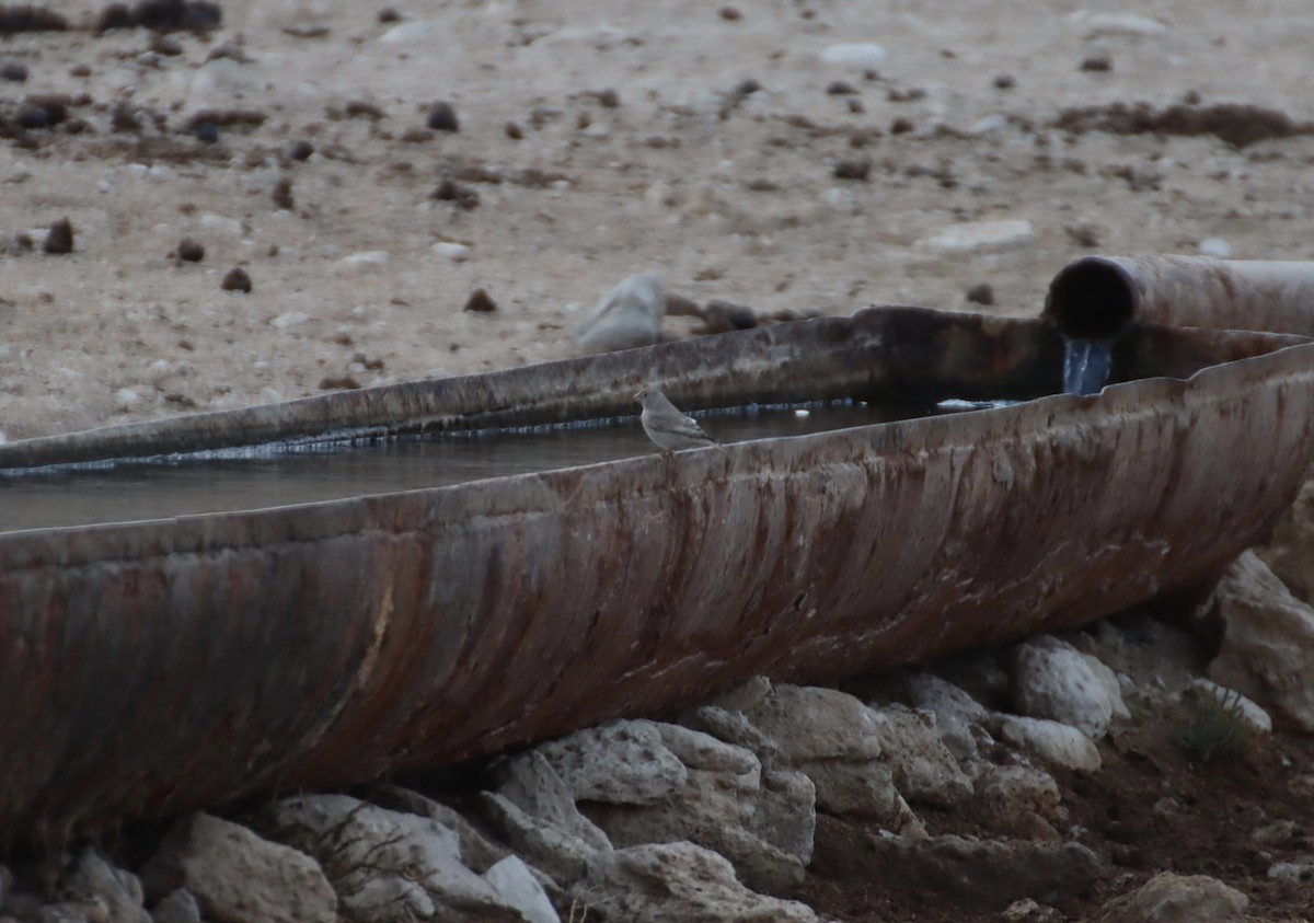 Trumpeter Finch - ML647293913