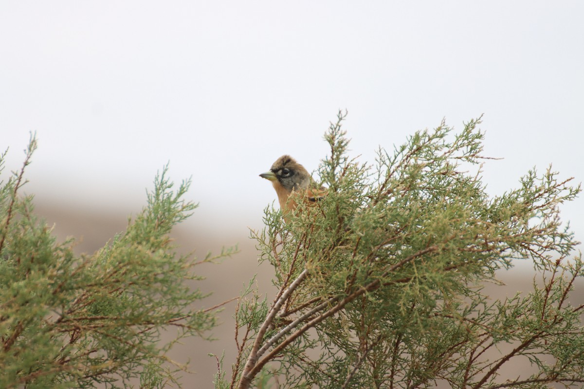 Brambling - ML647293918